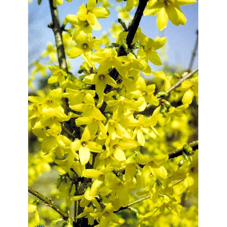 Vårguld 'Lynwood' Forsythia Intermedia 'Lynwood' Barrods,- 2 års (0/2) 50-80 Cm. 9 Vårguld 'Lynwood' Forsythia Intermedia 'Lynwood' Barrods,- 2 års (0/2) 50-80 Cm. - Billede 9