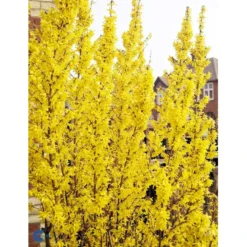 Vårguld 'Lynwood' Forsythia Intermedia 'Lynwood' Barrods,- 2 års (0/2) 50-80 Cm. 19 Vårguld 'Lynwood' Forsythia Intermedia 'Lynwood' Barrods,- 2 års (0/2) 50-80 Cm. -GrønGlæde Salgsbutik fi14870 forsythia intermedia lynwood 8bb7