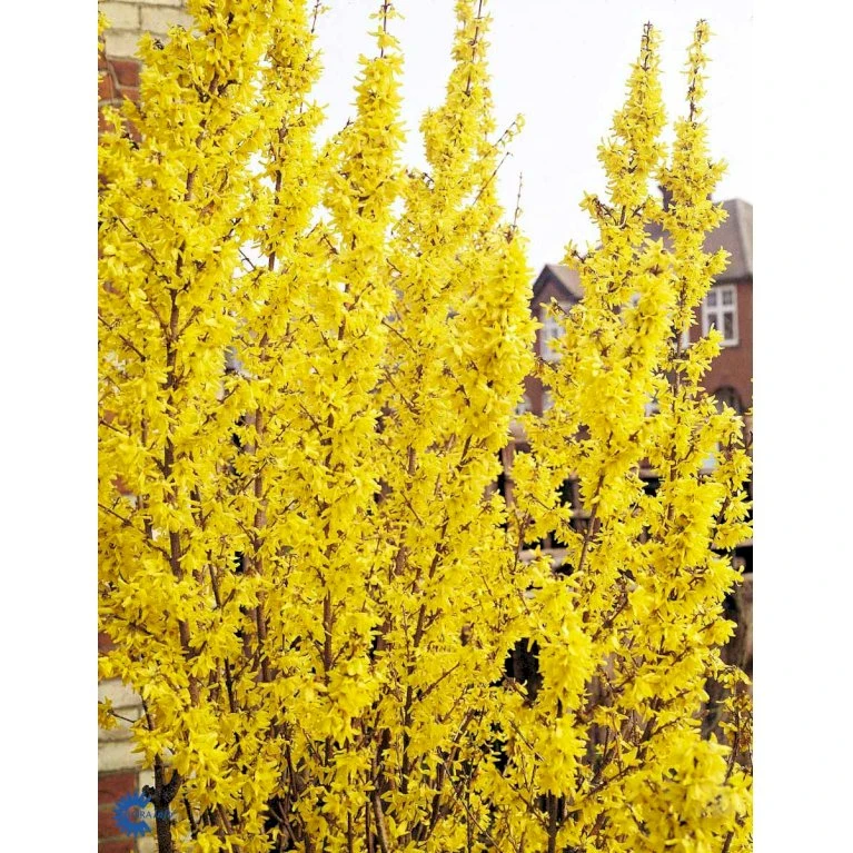 Vårguld 'Lynwood' Forsythia Intermedia 'Lynwood' Barrods,- 2 års (0/2) 50-80 Cm. 10 Vårguld 'Lynwood' Forsythia Intermedia 'Lynwood' Barrods,- 2 års (0/2) 50-80 Cm. - Billede 10