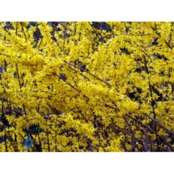 Vårguld 'Lynwood' Forsythia Intermedia 'Lynwood' Barrods,- 2 års (0/2) 50-80 Cm. 17 Vårguld 'Lynwood' Forsythia Intermedia 'Lynwood' Barrods,- 2 års (0/2) 50-80 Cm. -GrønGlæde Salgsbutik fi14870 forsythia intermedia lynwood eb07
