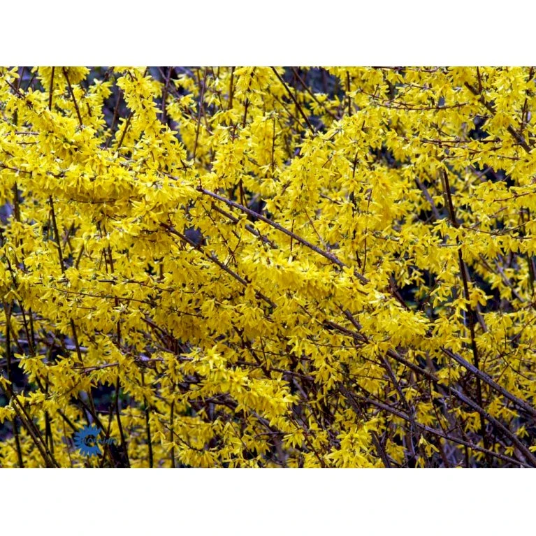Vårguld 'Lynwood' Forsythia Intermedia 'Lynwood' Barrods,- 2 års (0/2) 50-80 Cm. 8 Vårguld 'Lynwood' Forsythia Intermedia 'Lynwood' Barrods,- 2 års (0/2) 50-80 Cm. - Billede 8