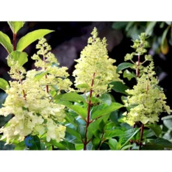 Syrén-Hortensia 'Pinky-Winky' ® Hydrangea Paniculata 'Pinky-winky' ® Potte 4,0 Liter,- 40-50 Cm. -GrønGlæde Salgsbutik fi15201 hydrangea paniculata pinky winky ee93