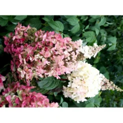 Syrén-Hortensia 'Pinky-Winky' ® Hydrangea Paniculata 'Pinky-winky' ® Potte 4,0 Liter,- 40-50 Cm. -GrønGlæde Salgsbutik fi15201 hydrangea paniculata pinky winky fe50
