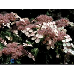 Japansk Hortensia 'Bluebird' Hydrangea Serrata 'Bluebird' 3,5 Liter Potte -GrønGlæde Salgsbutik fi15219 hydrangea serrata bluebird 922a