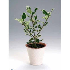 Kristtorn Ilex Aquifolium Med Klump,- 150-175 Cm. -GrønGlæde Salgsbutik fi15282 ilex aquifolium 0a56