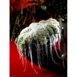 Kristtorn Ilex Aquifolium Med Klump,- 150-175 Cm. -GrønGlæde Salgsbutik fi15282 ilex aquifolium 7082