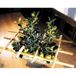 Kristtorn Ilex Aquifolium Med Klump,- 150-175 Cm. -GrønGlæde Salgsbutik fi15282 ilex aquifolium 87e7