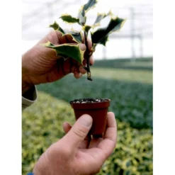 Kristtorn Ilex Aquifolium Med Klump,- 150-175 Cm. -GrønGlæde Salgsbutik fi15282 ilex aquifolium f30e