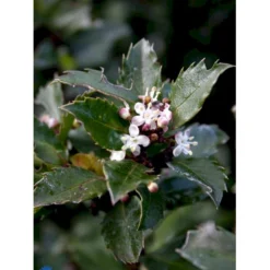 Kristtorn 'Blue Prince' Ilex Meserveae 'Blue Prince' Med Klump,- 125-150 Cm. -GrønGlæde Salgsbutik fi15329 ilex meserveae blue prince f98d