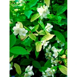 Uægte Jasmin 'Aureus' Philadelphus Coronarius 'Aureus' 5 Liter Potte -GrønGlæde Salgsbutik fi15622 philadelphus coronarius aureus 2ea5