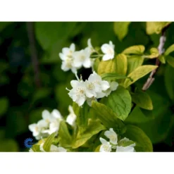 Uægte Jasmin 'Aureus' Philadelphus Coronarius 'Aureus' 5 Liter Potte -GrønGlæde Salgsbutik fi15622 philadelphus coronarius aureus 451c