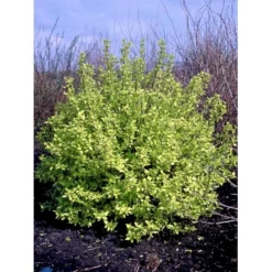 Uægte Jasmin 'Aureus' Philadelphus Coronarius 'Aureus' 5 Liter Potte -GrønGlæde Salgsbutik fi15622 philadelphus coronarius aureus 7fc2