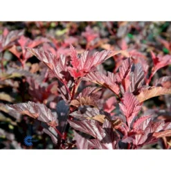 Blærespiræa 'Diable D'Or'® Physocarpus Opulif. 'Diable D'Or'® 5 Liter Potte -GrønGlæde Salgsbutik fi15667 physocarpus opulif diablo d or ce58