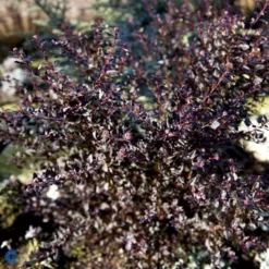 Blærespiræa 'Little Devil' Physocarpus Opulif. 'Little Devil' (r) 3,5 Liter Potte -GrønGlæde Salgsbutik fi15668 physocarpus opulif little devil r 54c2