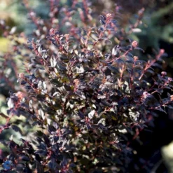 Blærespiræa 'Little Devil' Physocarpus Opulif. 'Little Devil' (r) 3,5 Liter Potte -GrønGlæde Salgsbutik fi15668 physocarpus opulif little devil r b91f