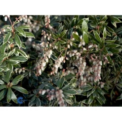 Pieris 'Little Heath' Pieris Japonica 'Little Heath' 2 Liter Potte -GrønGlæde Salgsbutik fi15699 pieris japonica little heath f1da