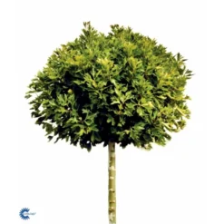 Platan 'Håkon' Platanus Acerifolia 'Håkon' Heister 175-200 Cm. Med Potte -GrønGlæde Salgsbutik fi15724 platanus acerifolia alpens globe 890d