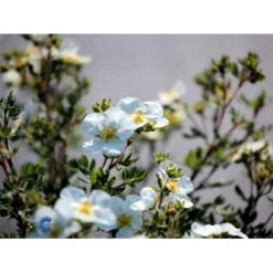 Hvid Buskpotentil 'Abbotswood' Potentilla Fruticosa 'Abbotswood' Plug + 2 års, 30-50 Cm. -GrønGlæde Salgsbutik fi15797 potentilla fruticosa abbotswood c98a