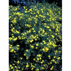 Gul Buskpotentil 'Goldfinger' Potentilla Fruticosa 'Goldfinger' Plug + 2 års, 30-50 Cm. -GrønGlæde Salgsbutik fi15811 potentilla fruticosa goldfinger 8932