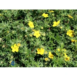 Gul Buskpotentil 'Goldfinger' Potentilla Fruticosa 'Goldfinger' Plug + 2 års, 30-50 Cm. -GrønGlæde Salgsbutik fi15811 potentilla fruticosa goldfinger b5e9
