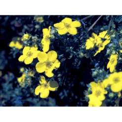 Gul Buskpotentil 'Goldfinger' Potentilla Fruticosa 'Goldfinger' Plug + 2 års, 30-50 Cm. -GrønGlæde Salgsbutik fi15811 potentilla fruticosa goldfinger bed0