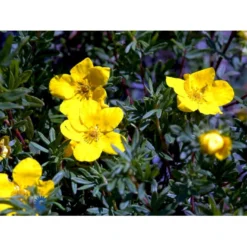 Gul Buskpotentil 'Goldfinger' Potentilla Fruticosa 'Goldfinger' Plug + 2 års, 30-50 Cm. -GrønGlæde Salgsbutik fi15811 potentilla fruticosa goldfinger dd6c