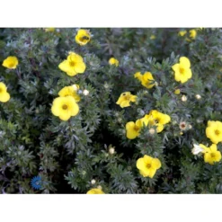 Gul Lav Buskpotentil 'Kobold' Potentilla Fruticosa 'Kobold' Plug + 2 år, 15-30 Cm. -GrønGlæde Salgsbutik fi15822 potentilla fruticosa kobold 86d6