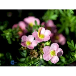 Pink Buskpotentil 'Lovely Pink' Potentilla Fruticosa 'Lovely Pink' Plug + 2 års, 20-40 Cm. -GrønGlæde Salgsbutik fi15836 potentilla fruticosa pink beauty 6d2f