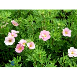 Pink Buskpotentil 'Lovely Pink' Potentilla Fruticosa 'Lovely Pink' Plug + 2 års, 20-40 Cm. -GrønGlæde Salgsbutik fi15836 potentilla fruticosa pink beauty 9050