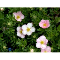 Pink Buskpotentil 'Lovely Pink' Potentilla Fruticosa 'Lovely Pink' Plug + 2 års, 20-40 Cm. -GrønGlæde Salgsbutik fi15836 potentilla fruticosa pink beauty c020