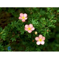 Pink Buskpotentil 'Lovely Pink' Potentilla Fruticosa 'Lovely Pink' Plug + 2 års, 20-40 Cm. -GrønGlæde Salgsbutik fi15836 potentilla fruticosa pink beauty c8a8
