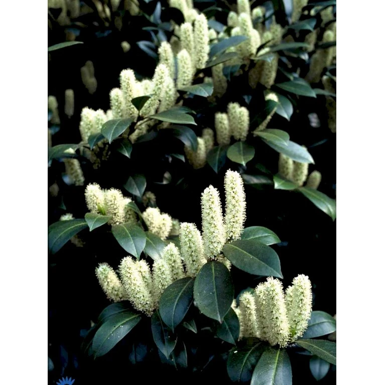 Kirsebærlaurbær 'Caucasica' Prunus Laurocerasus 'Caucasica' Med Klump,- 125-150 Cm. 3 Kirsebærlaurbær 'Caucasica' Prunus Laurocerasus 'Caucasica' Med Klump,- 125-150 Cm. - Billede 3