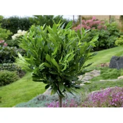 Kirsebærlaurbær 'Otto Luyken' Prunus Laurocerasus 'Otto Luyken' Potte 3,5 Liter 20-30 Cm. -GrønGlæde Salgsbutik fi15885 prunus laurocerasus otto luyken 3a23 1