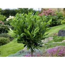 Kirsebærlaurbær 'Otto Luyken' (på Stamme) Prunus Laurocerasus 'Otto Luyken' (på Stamme) Opstammet 50 Cm. 7,5 Liter Potte -GrønGlæde Salgsbutik fi15885 prunus laurocerasus otto luyken 3a23