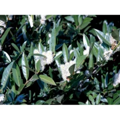 Kirsebærlaurbær 'Otto Luyken' (på Stamme) Prunus Laurocerasus 'Otto Luyken' (på Stamme) Opstammet 50 Cm. 7,5 Liter Potte -GrønGlæde Salgsbutik fi15885 prunus laurocerasus otto luyken 3afb