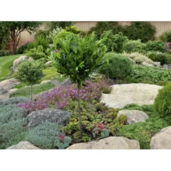 Kirsebærlaurbær 'Otto Luyken' (på Stamme) Prunus Laurocerasus 'Otto Luyken' (på Stamme) Opstammet 50 Cm. 7,5 Liter Potte -GrønGlæde Salgsbutik fi15885 prunus laurocerasus otto luyken 4ead