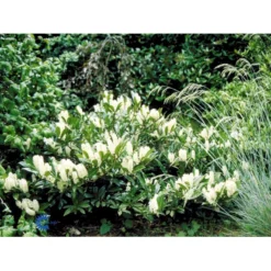 Kirsebærlaurbær 'Otto Luyken' (på Stamme) Prunus Laurocerasus 'Otto Luyken' (på Stamme) Opstammet 50 Cm. 7,5 Liter Potte -GrønGlæde Salgsbutik fi15885 prunus laurocerasus otto luyken 9929