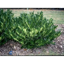 Kirsebærlaurbær 'Otto Luyken' (på Stamme) Prunus Laurocerasus 'Otto Luyken' (på Stamme) Opstammet 50 Cm. 7,5 Liter Potte -GrønGlæde Salgsbutik fi15885 prunus laurocerasus otto luyken b4f5