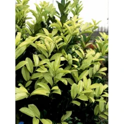 Hæk-Kirsebærlaurbær 'Rotundifolia' Prunus Laurocerasus 'Rotundifolia' Potte 10 Liter,- 100-125 Cm. -GrønGlæde Salgsbutik fi15894 prunus laurocerasus rotundifolia 2699