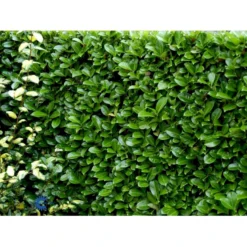 Hæk-Kirsebærlaurbær 'Rotundifolia' Prunus Laurocerasus 'Rotundifolia' Potte 10 Liter,- 100-125 Cm. -GrønGlæde Salgsbutik fi15894 prunus laurocerasus rotundifolia de35