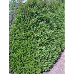 Portugisisk Laurbærkirsebær Prunus Lusitanica 'Angustifolia' Opstammet 60 Cm. 10 Liter Potte -GrønGlæde Salgsbutik fi15901 prunus lusitanica angustifolia 2366 1