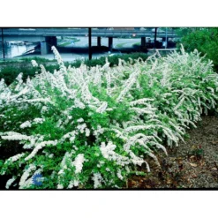 Snedrivebusk 'Grefsheim' Spiraea Cinerea 'Grefsheim' Med Klump,- 125-150 Cm. -GrønGlæde Salgsbutik fi16259 spiraea cinerea grefsheim 79fd