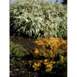 Snedrivebusk 'Grefsheim' Spiraea Cinerea 'Grefsheim' Med Klump,- 125-150 Cm. -GrønGlæde Salgsbutik fi16259 spiraea cinerea grefsheim a930