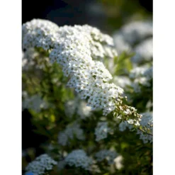 Snedrivebusk 'Grefsheim' Spiraea Cinerea 'Grefsheim' Med Klump,- 125-150 Cm. -GrønGlæde Salgsbutik fi16259 spiraea cinerea grefsheim d6ff