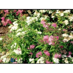 Spiræa 'Genpei' Spiraea Japonica 'Genpei' Potte 2,0 Liter,- 25-30 Cm. 7 Spiræa 'Genpei' Spiraea Japonica 'Genpei' Potte 2,0 Liter,- 25-30 Cm. -GrønGlæde Salgsbutik fi16277 spiraea japonica genpei 09c5