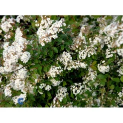 Buketspiræa Spiraea X Vanhouttei Plug + 2 års, 50-80 Cm. -GrønGlæde Salgsbutik fi16300 spiraea vanhouttei 2a40