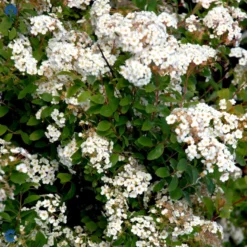 Buketspiræa Spiraea X Vanhouttei Plug + 2 års, 50-80 Cm. -GrønGlæde Salgsbutik fi16300 spiraea vanhouttei c4a8