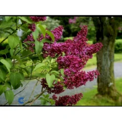 'Charles Joly' Syringa Vul. 'Charles Joly' (storblomstrende) Potte 12 Liter,- 80-100 Cm. -GrønGlæde Salgsbutik fi16428 syringa vulgaris charles joly 4628