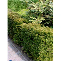 Almindelig Taks Taxus Baccata Med Klump,- 40-50 Cm. -GrønGlæde Salgsbutik fi1817 taxus baccata 11ed