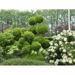 Almindelig Taks Taxus Baccata Med Klump,- 40-50 Cm. -GrønGlæde Salgsbutik fi1817 taxus baccata 1b82